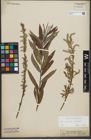 Foto von Salix purpurea L. x Salix viminalis L.